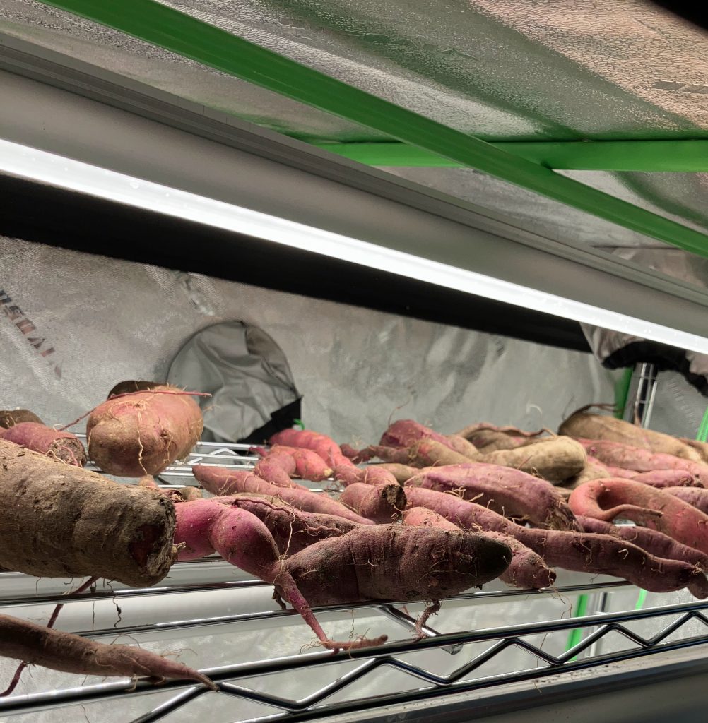 Purple sweet potatoes curing in her grow tent.