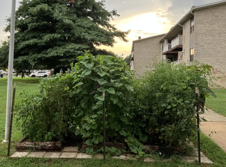 The Healing Garden