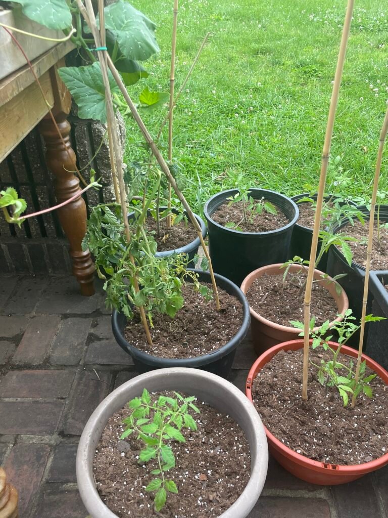 Plants being given out at the Healing Garden