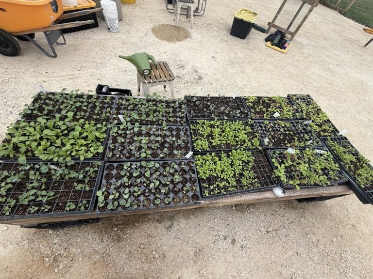 Trays of fall plants in our nursery