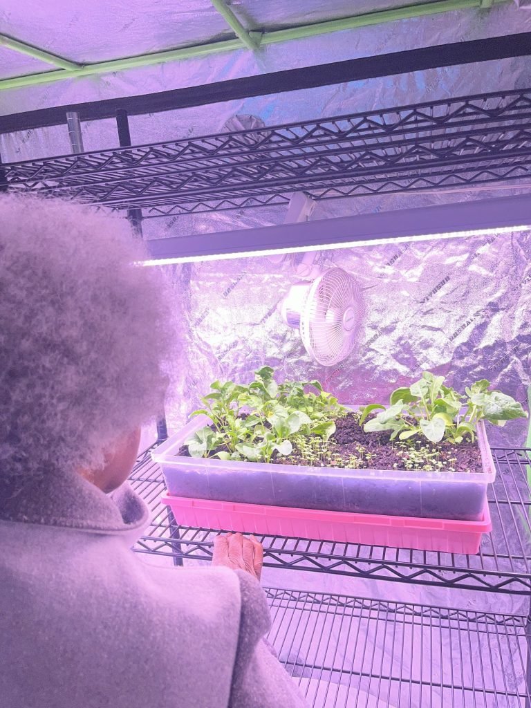 Seedlings growing under lights