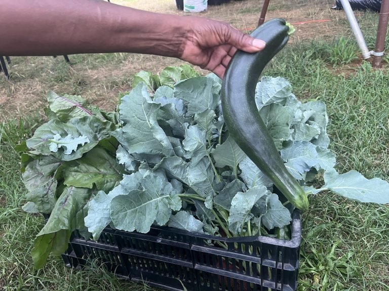 A crate of harvested greens and zucchini